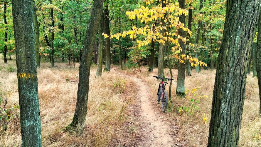 Trail kolem Staré hory: přírodní singletrail, kde si kolo chrochtá