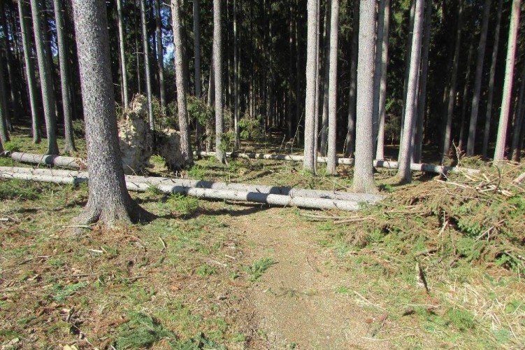 V Jedovnicích příroda bikerům nepřeje. Na singletraily opět popadaly stromy
